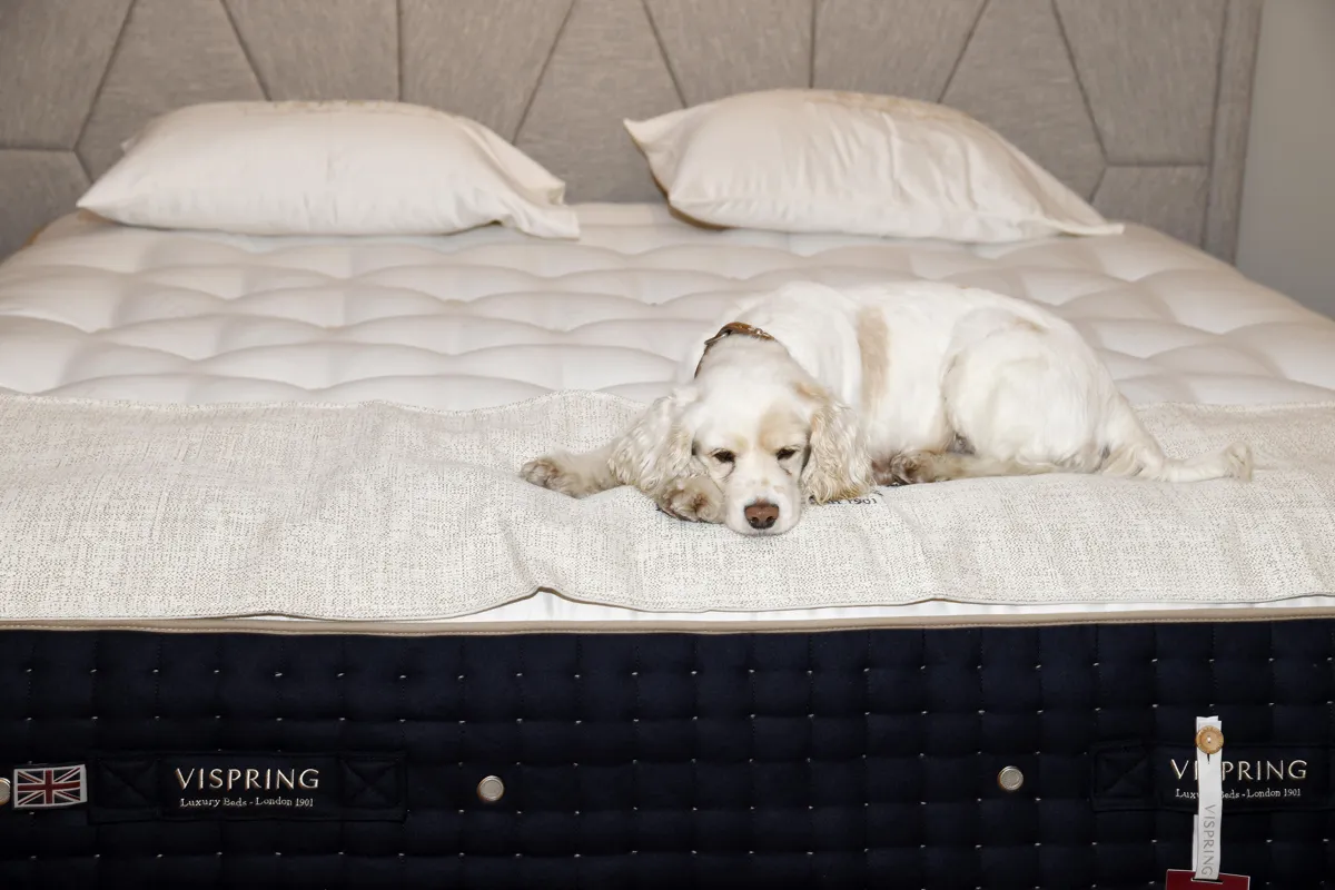 Ein Hund schläft auf einem Vispring-Bett