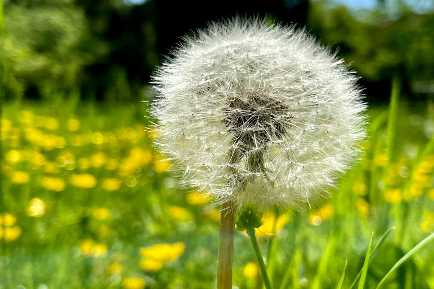 Spring hooray! Nose oh no! 🌼🤧